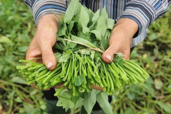 rau muống tắm thuốc trừ sâu, kiến thức