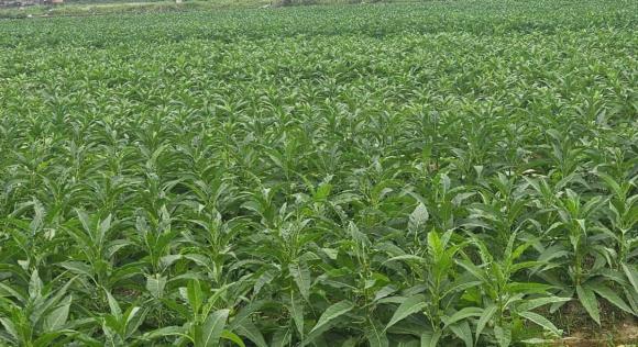 Trồng cây thuốc lào, mô hình trồng cây thuốc lào
