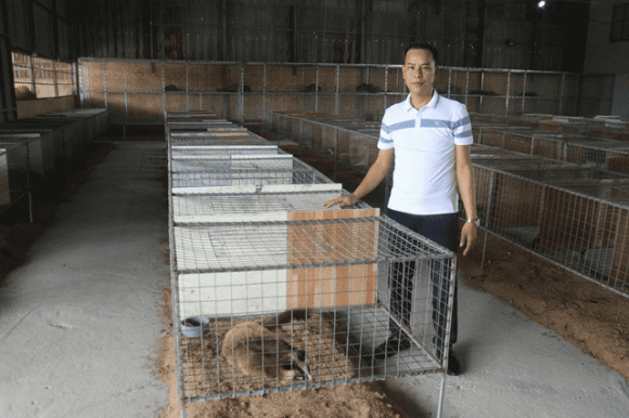 Nuôi chồn mốc, mô hình nuôi động vật hoang dã