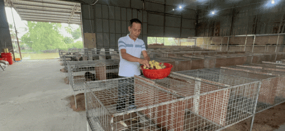 Nuôi chồn mốc, mô hình nuôi động vật hoang dã