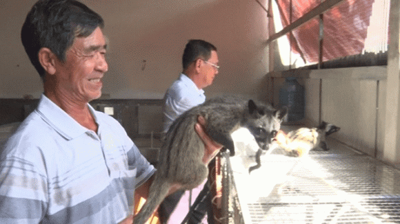 Nuôi chồn mốc, mô hình nuôi động vật hoang dã
