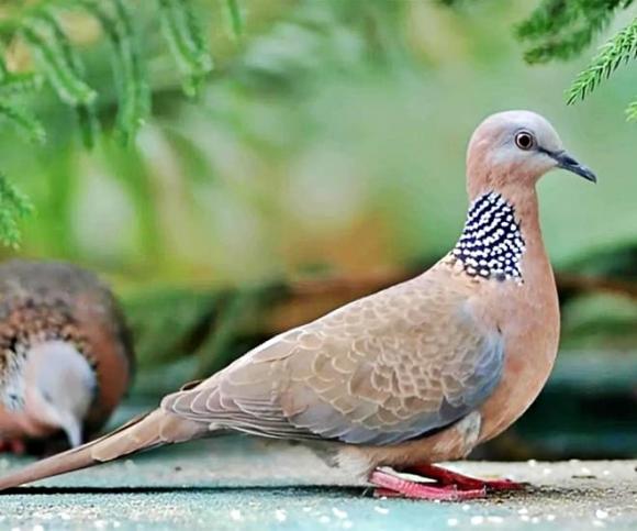 chim cu gáy, Loài chim nghe tên ngượng đỏ mặt, thú vui tao nhã của người cao tuổi