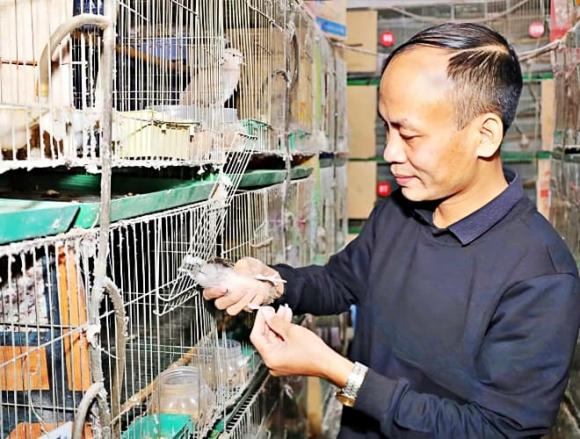 chim cu gáy, Loài chim nghe tên ngượng đỏ mặt, thú vui tao nhã của người cao tuổi