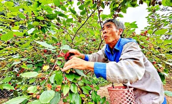 dâu tằm, Hiệp Thành, Hà Nội, đặc sản, dân ven đô Hà Nội 