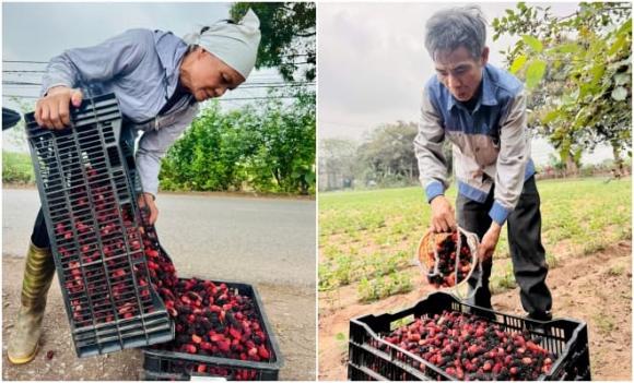 dâu tằm, Hiệp Thành, Hà Nội, đặc sản, dân ven đô Hà Nội 