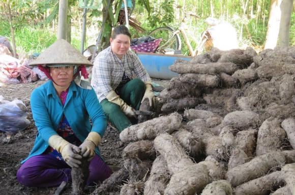 khoai vạc, đặc sản, củ đặc sản, kiến thức 
