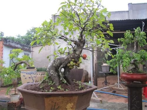 trồng sung, trồng cây sung, kiến thức 