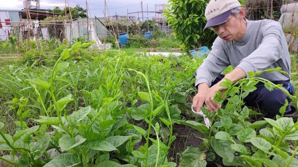 rau mồng tơi, người nào kỵ ăn rau mồng tơi