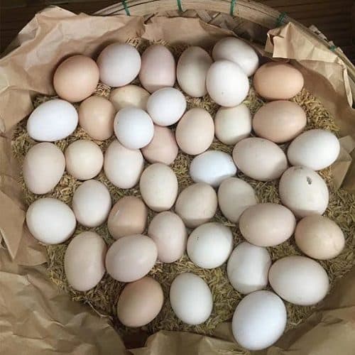 ăn trứng, ai không nên ăn trứng, kiến thức 