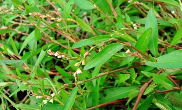 Rau nghể răm, rau răm nước, loại rau cay hơn cả ớt, Polygonum hydropiper L, thủy liễu, rau nghể, xà liễu