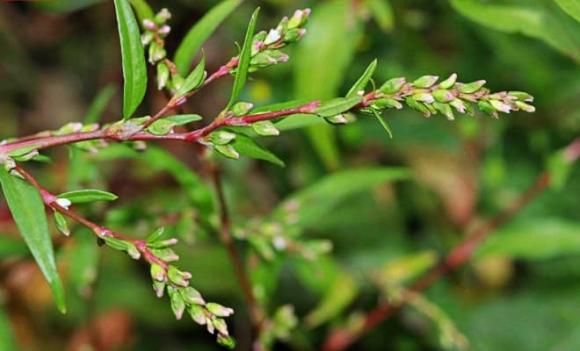 Rau nghể răm, rau răm nước, loại rau cay hơn cả ớt, Polygonum hydropiper L, thủy liễu, rau nghể, xà liễu