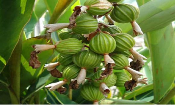 Việt Nam trồng được loại sản vật đắt đỏ thứ 3 thế giới