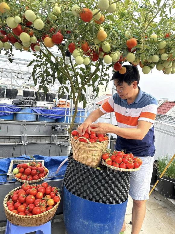 trồng rau, trồng dưa trên sân thượng
