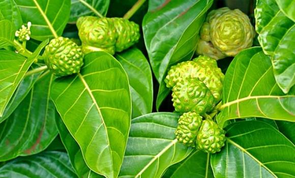 Quả nhàu, lợi ích của quả nhàu, đối tượng hạn chế ăn quả nhàu