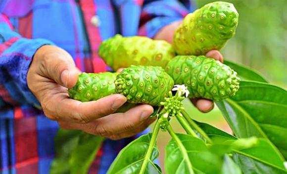 Quả nhàu, lợi ích của quả nhàu, đối tượng hạn chế ăn quả nhàu