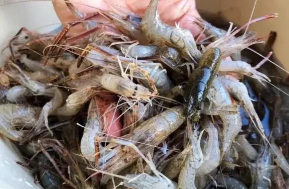 cách chọn tôm không hóa chất, cách chọn tôm ngon