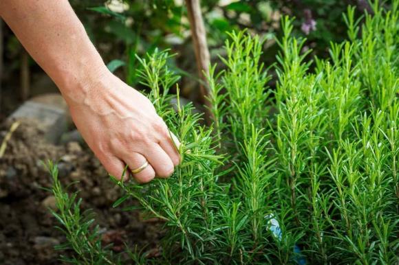 Cây hương thảo, tác dụng của cây hương thảo
