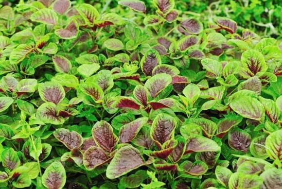 rau dền, lợi ích của rau dền, món ăn từ rau dền