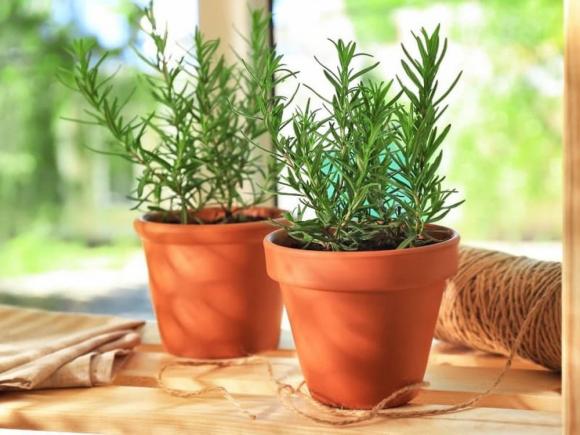 Cây hương thảo, tác dụng của cây hương thảo