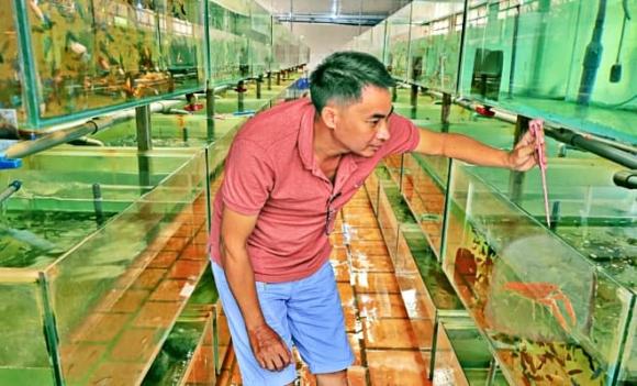 nghề nuôi cá cảnh, cá kiểng, sáp nhập, Bà Rịa-Vũng Tàu, Bình Dương, TP HCM, tỉnh thành