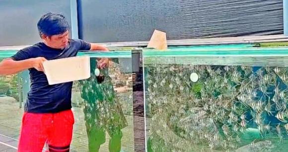 nghề nuôi cá cảnh, cá kiểng, sáp nhập, Bà Rịa-Vũng Tàu, Bình Dương, TP HCM, tỉnh thành
