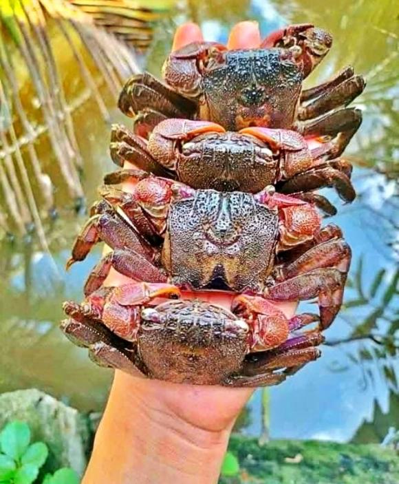Bạc Liêu, Cà Mau, sáp nhập, tỉnh thành, con ba khía