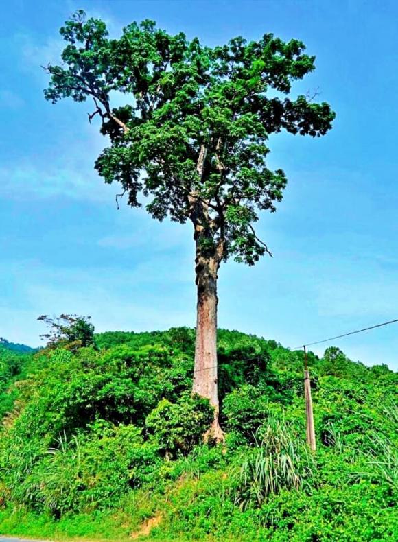 quê vua đất chúa, Vịnh Hạ Long trên cạn, cây cổ thụ gần 700 tuổi, Vườn Quốc gia Bến En, Thanh Hóa