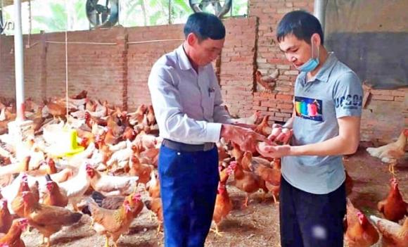 giống gà Ai Cập, gà mắt hoa hậu,  Phú Thọ