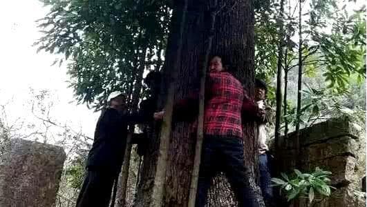 Cây gỗ quý, gỗ kim tơ nam mộc