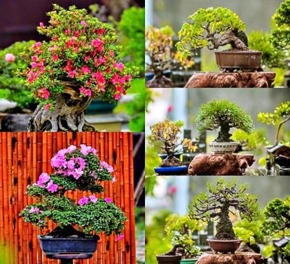cây bonsai, cây cảnh, cây mọc dại ven đường