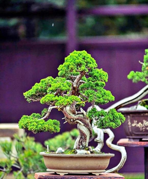 cây bonsai, cây cảnh, cây mọc dại ven đường
