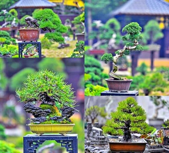 cây bonsai, cây cảnh, cây mọc dại ven đường