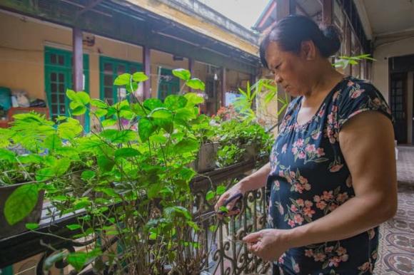 Biệt thự phố cổ, biệt thự bằng gỗ quý