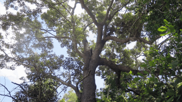 Gỗ quý việt nam, cây chai lá cong