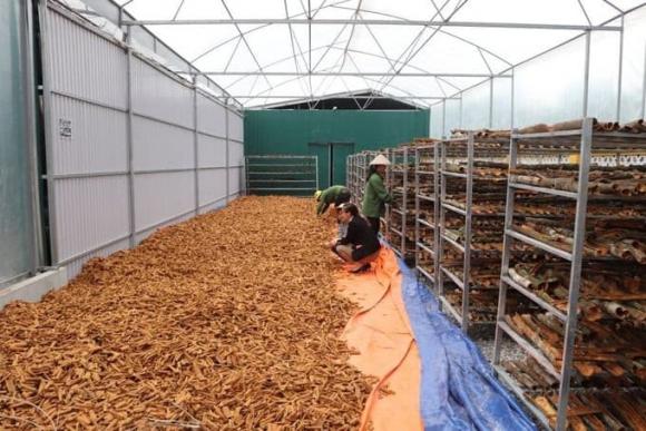 Cây quế, tác dụng của cây quế