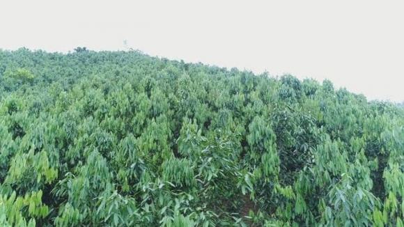 Cây quế, tác dụng của cây quế