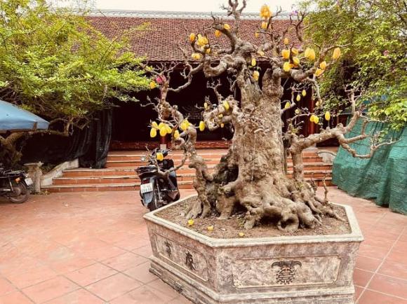 Biệt phủ tiền tỷ, biệt thự xây bằng gỗ quý