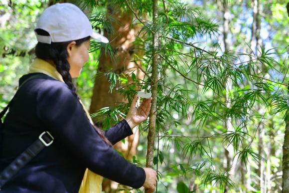 Cây thần linh, Thông hai lá dẹt