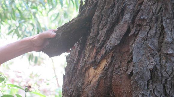 Gỗ quý việt nam, cây chai lá cong
