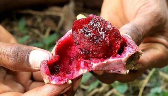 Cây xương rồng lê gai, quả xương rồng lê gai