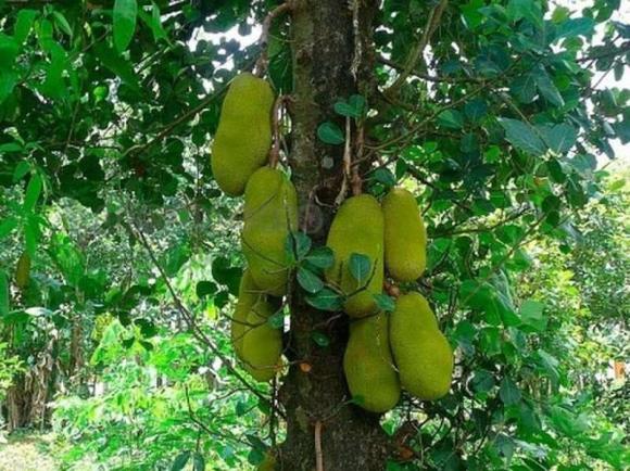 phong thủy gia đình, phong thủy, lưu ý khi trồng cây mít