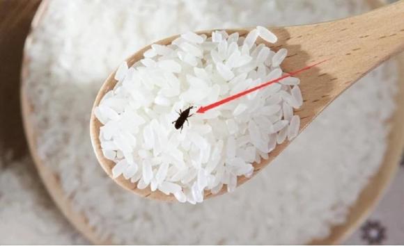 mọt gạo, bí quyết mua gạo ngon, mẹo vặt