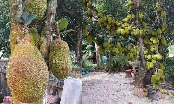 phong thủy gia đình, phong thủy, lưu ý khi trồng cây mít