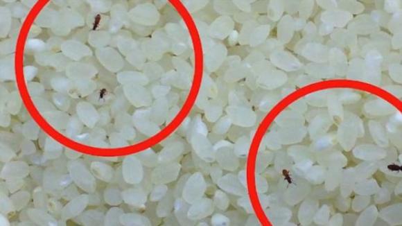 mọt gạo, bí quyết mua gạo ngon, mẹo vặt