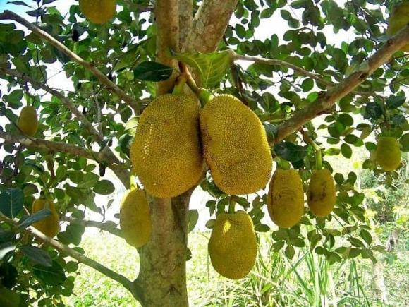 phong thủy gia đình, phong thủy, lưu ý khi trồng cây mít