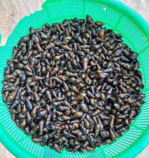 Quảng Trị, Quảng Ngãi, ốc đá, loại ốc xuất hiện vào ban đêm