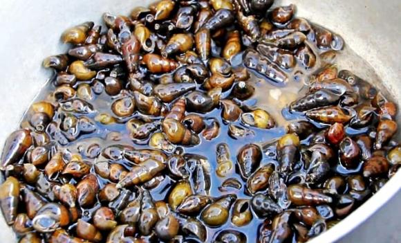Quảng Trị, Quảng Ngãi, ốc đá, loại ốc xuất hiện vào ban đêm