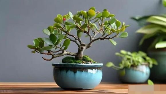 cha mẹ, người già, qua đời