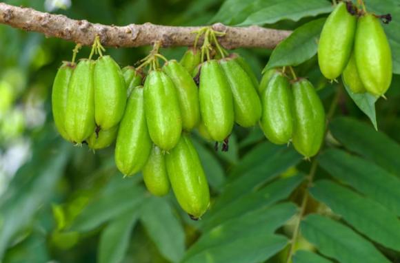 khế tàu, đặc sản, kiến thức