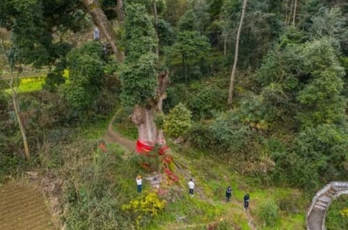 Loại gỗ quý hiếm, nanmu vàng